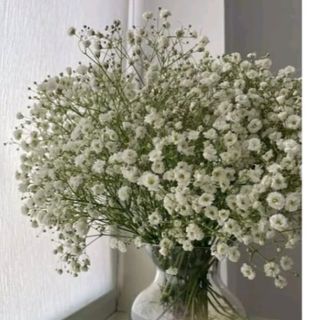 Baby breath