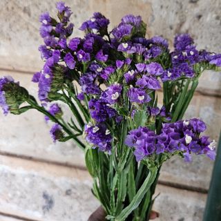 Purple Astas