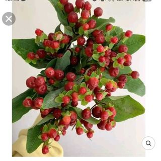 Red berries