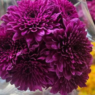 2 stems Purple mum's