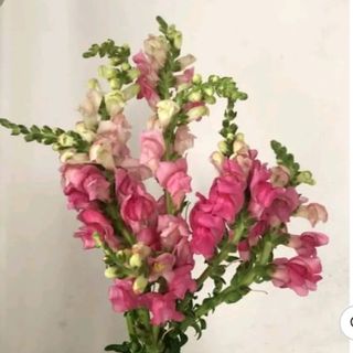 3 stem's:Pink snap dragon