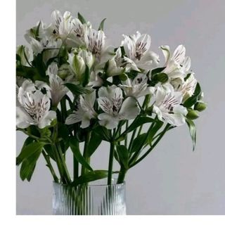 White Alstromeria