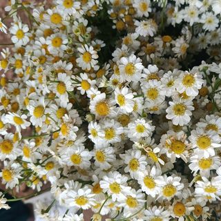 Daisy
