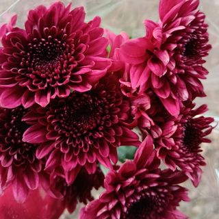 2 stems maroon mum