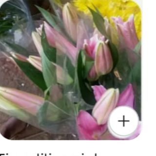 Lilies