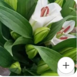 Lilies