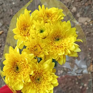 2 stems yellow mum's