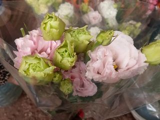 Pink lisianthus