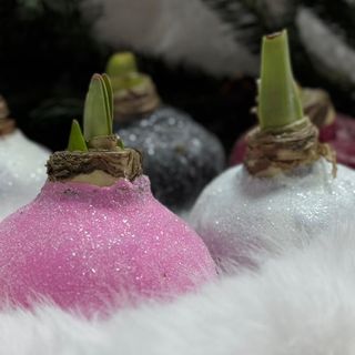 Луковица Амариллиуса