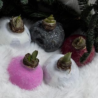 Луковица Амариллиуса