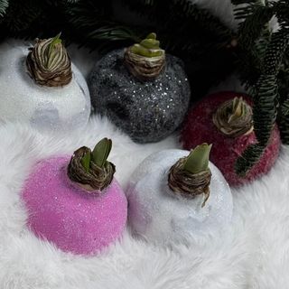 Луковица Амариллиуса