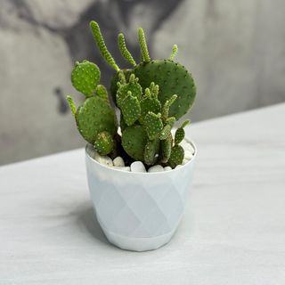 Кактус Баранео