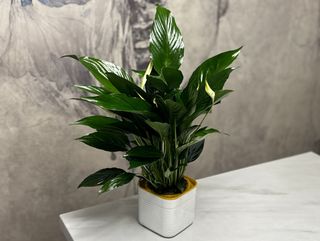 Спатифиллум