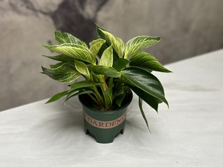 Биркин Филодендрон