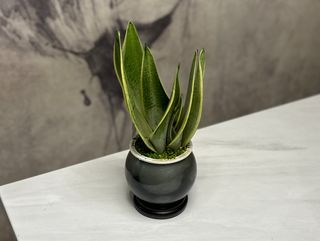 Сансевиерия