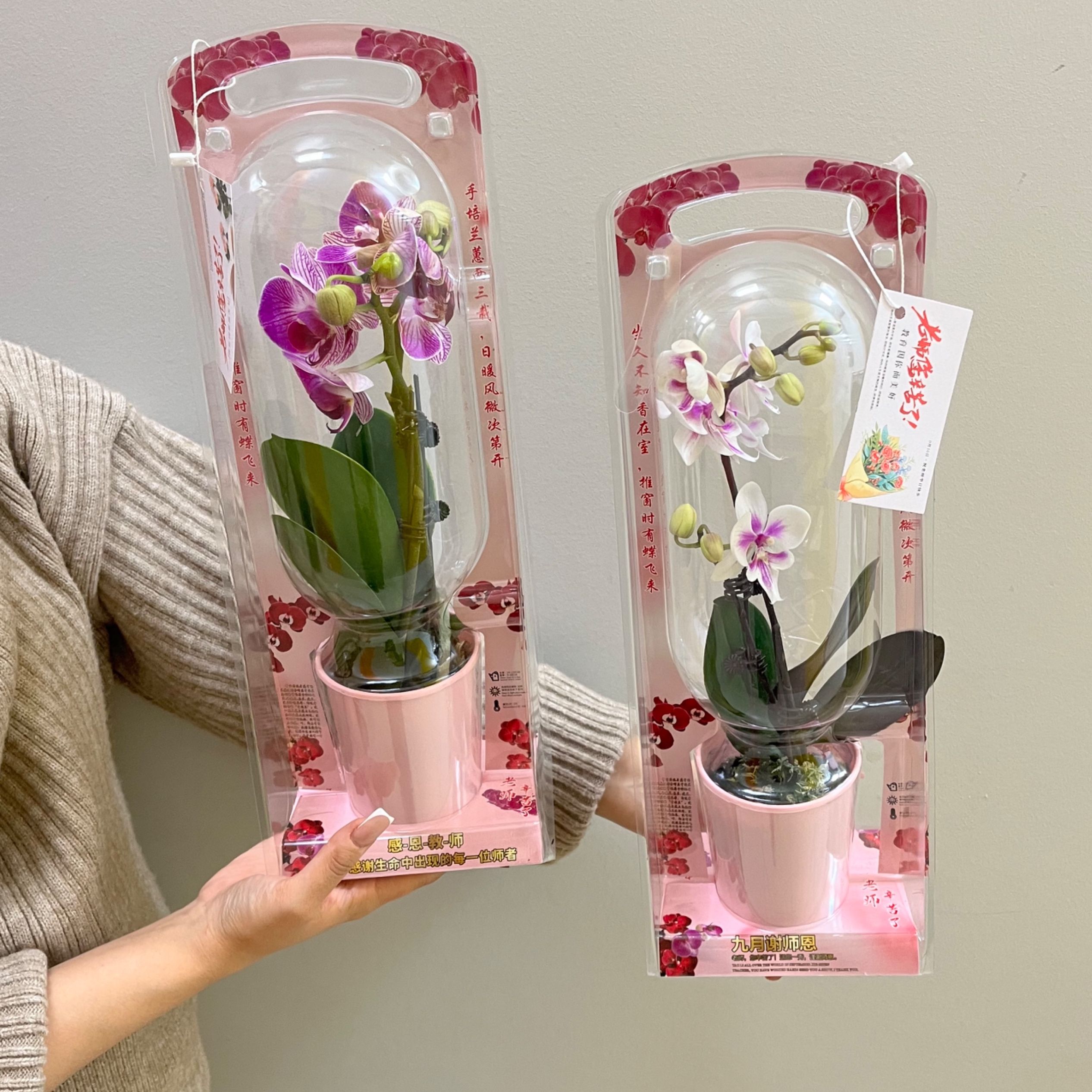 ДОМАШНИЕ ЦВЕТЫ