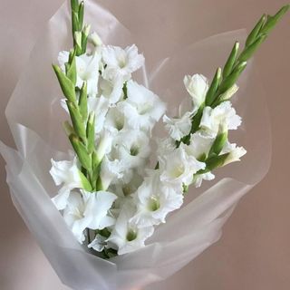 Букет из 5 гладиолусов