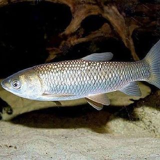 Шашлык белый амур