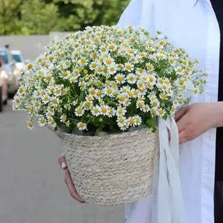 Букет из ромашек в корзине