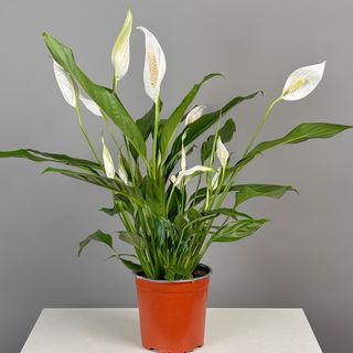 Спатифиллум 45 см