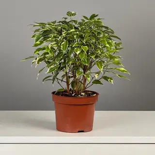 Фикус Бенжамина Кинки 35см 