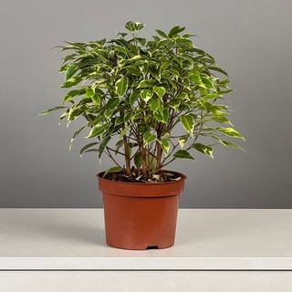 Фикус Бенжамина Кинки 35см