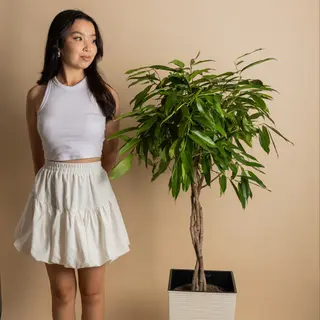 Фикус Беннедика 100 см
