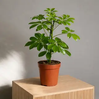 Шеффлера 45 см