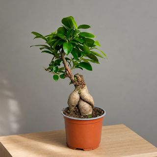 Фикус Гинсенг 30 см
