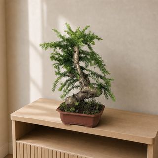 Араукария 40 см