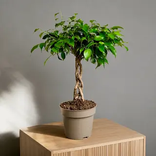 Фикус (40см)