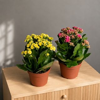 Каланхоэ 27 см