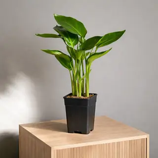 Стрелиция 50 см