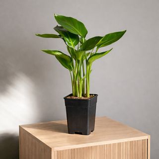 Стрелиция 50 см