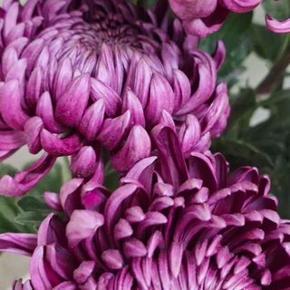 Хризантема шт