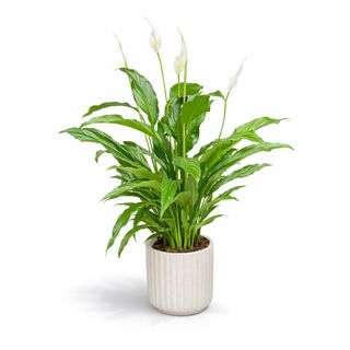 Spatiphyllum Elégante Avec Pot