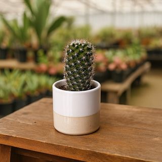 Cactus Élégance Naturelle