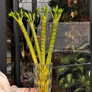 3 Tiges Dracena lucky Bambou Tiger