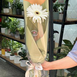 Bouquet Gerbera Blanche