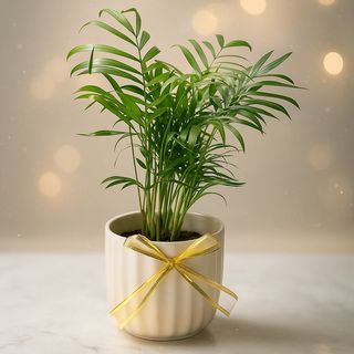 Chamaedorea En Pot De Noël