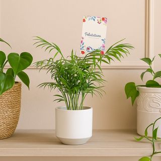 Chamaedorea Félicitations