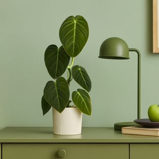 Philodendron Avec pot