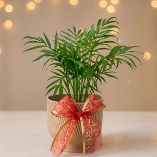 Chamaedorea Christmas