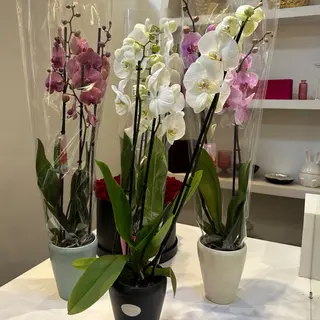 Orchidée plante