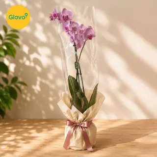 orchidee sans pots