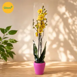 Orchidée jaune