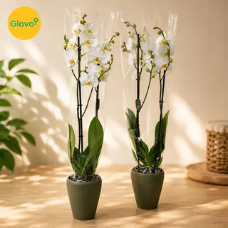 Orchidée blanche