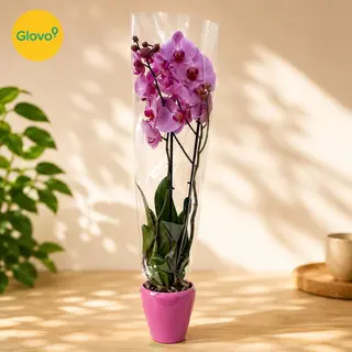 Orchidée violette
