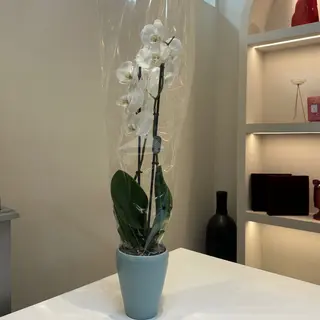 Orchidée 