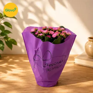 kalanchoe
